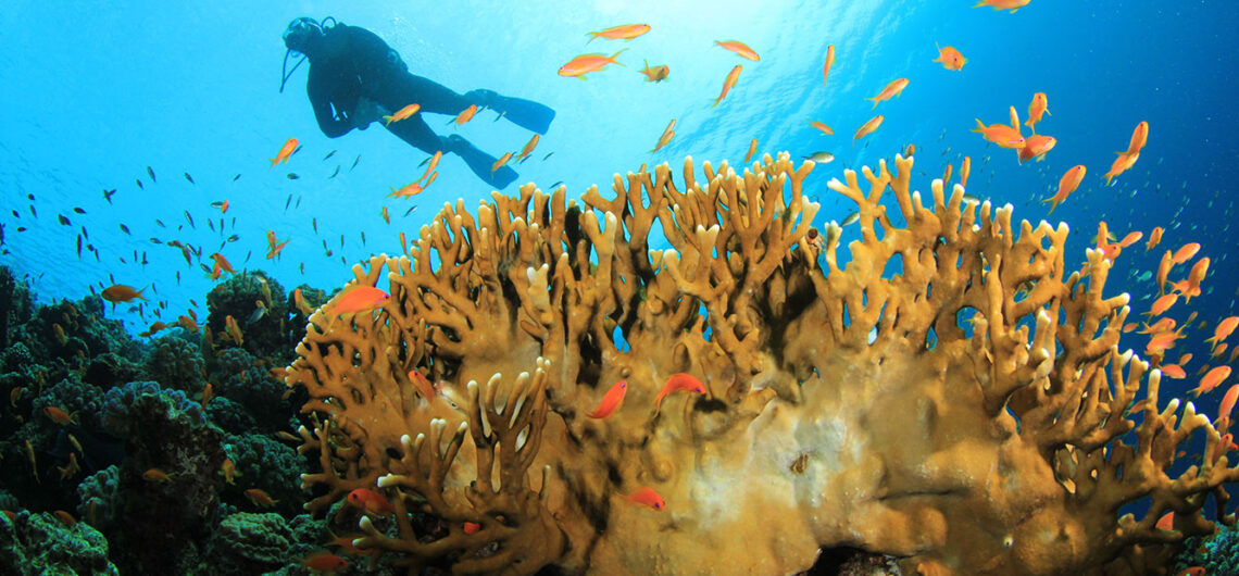 koralen in Marsa Alam Egypte