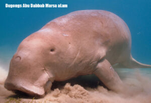 Dugongs-Abu-Dabbab-Marsa-aLam-2025