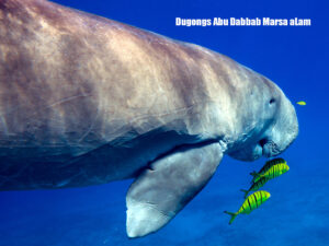 Dugongs-Abu-Dabbab-Marsa-aLam