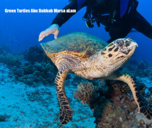 Green Turtles Abu Dabbab Marsa aLam Turtles bay from Hurghada