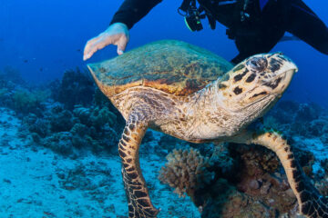 Green Turtles Abu Dabbab Marsa aLam Turtles bay from Hurghada
