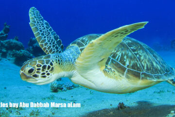 Turtles-bay-Abu-Dabbab-Marsa-aLam- El Gouna Turtles bay Trip Makadi bay Soma bay