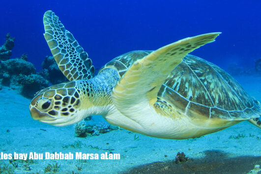 Turtles-bay-Abu-Dabbab-Marsa-aLam- El Gouna Turtles bay Trip Makadi bay Soma bay