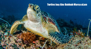 Turtles-bay-Abu-Dabbab-Marsa-aLam