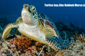 Turtles-bay-Abu-Dabbab-Marsa-aLam Sahl Hasheesh Turtles bay Trip