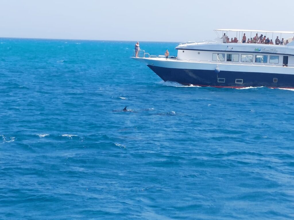Dolphin House Hurghada Snorkeling Trip