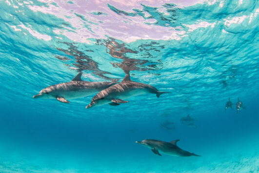 Dolphin House Snorkeling Day Tour from Hurghada