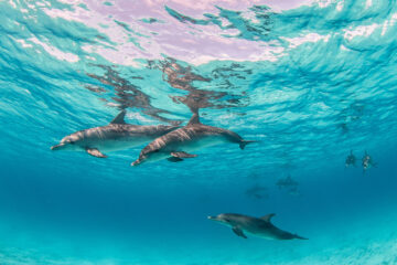 Makadi Bay Dolphin House Snorkeling Day Tour