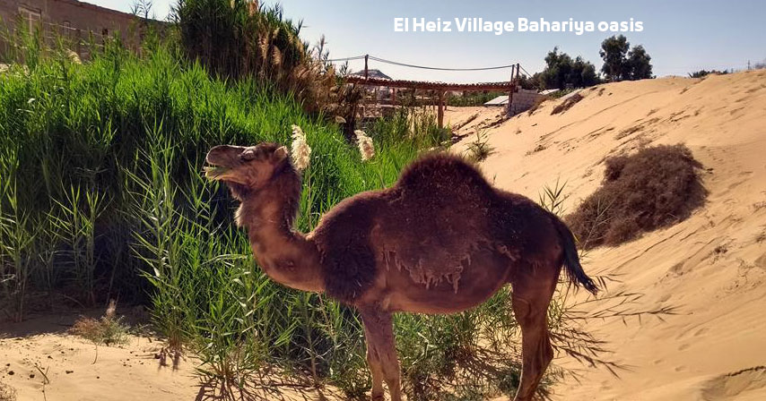 El Heiz Village in Bahariya oasis Egypt | Top Activities and Places to Visit قرية الحيز