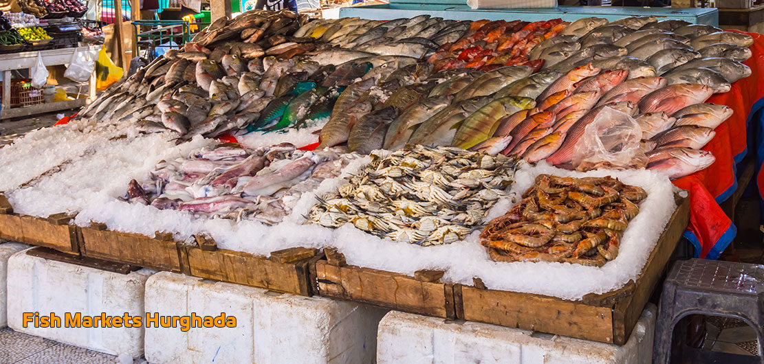 Fish Markets in Hurghada Egypt | Top Activities and Places to Visit سوق الأسماك في الغردقة