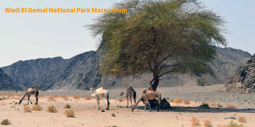 Wadi El Gemal National Park Marsa Alam Egypt | Top Activities and Places to Visit