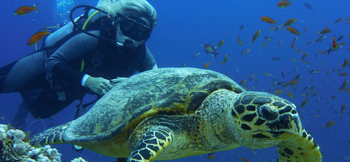 Meeresschildkröten im Roten Meer, Ägypten