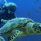 Sea Turtles in Red Sea, Egypt | Facts, Description, Species