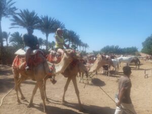 Camel Trekking Desert Sunrise & Sunset on Dune hurghada