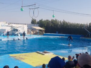 Dolphin show Hurghada Tour All Inclusive 2025