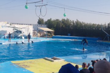 Dolphin show Hurghada Tour All Inclusive Dolphin Show from Soma Bay Safaga Tour Makadi bay Dolphin Show Tour Dolphin Show from El Gouna