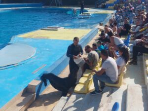 Dolphina Park Show Dolphin show Hurghada