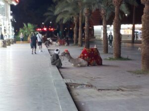 mamsha hurghada Tours