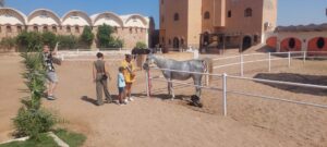 Arabian horse lovers